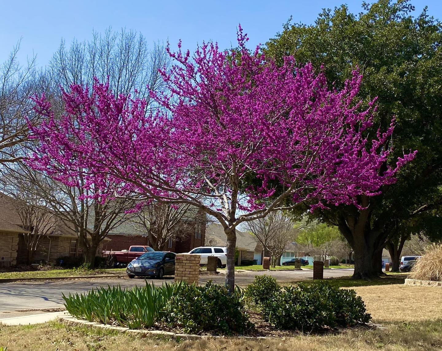 We sell redbuds (Cercis canadensis). A native tree that is drought tolerant and sun-loving.