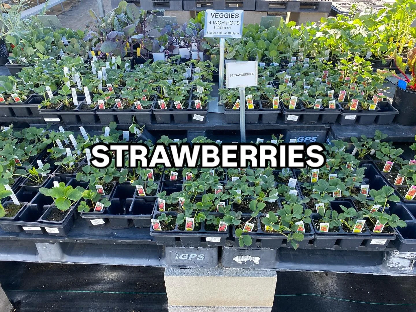We have five different varieties of strawberry. $1.99 per pot.