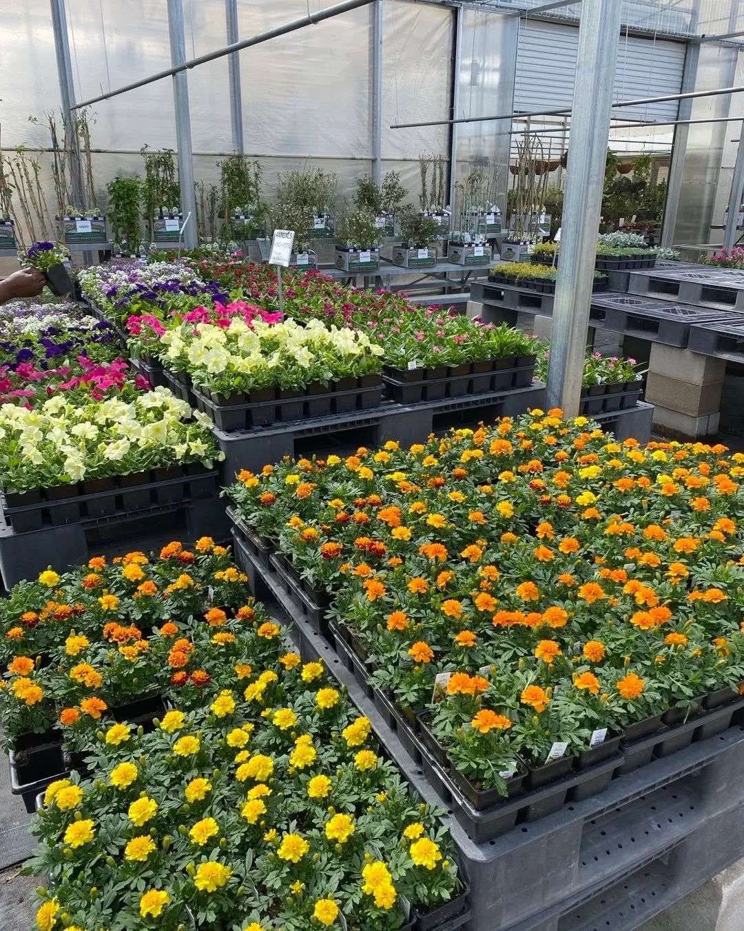 Things are really brightening up at Cox Farms Nursery.
