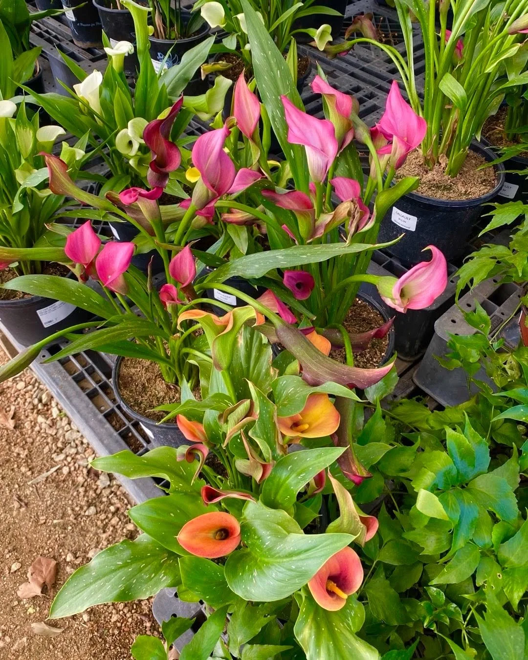 We have a colorful assortment of calla lilies foe your shaded garden sites.