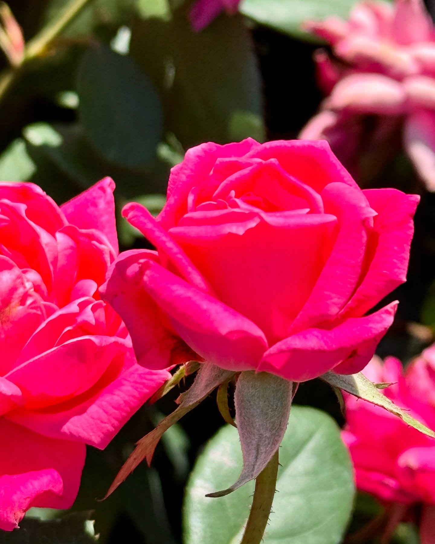 Stop &amp; smell the roses! Knockout roses are here 🌹