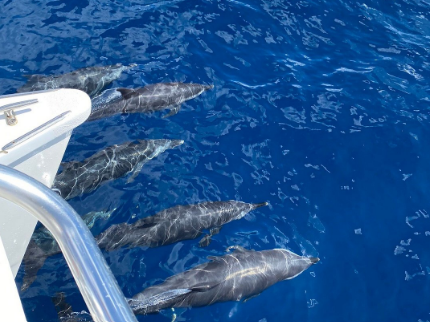 Dolphin & Whale Watching St Lucia Inspired Holidays