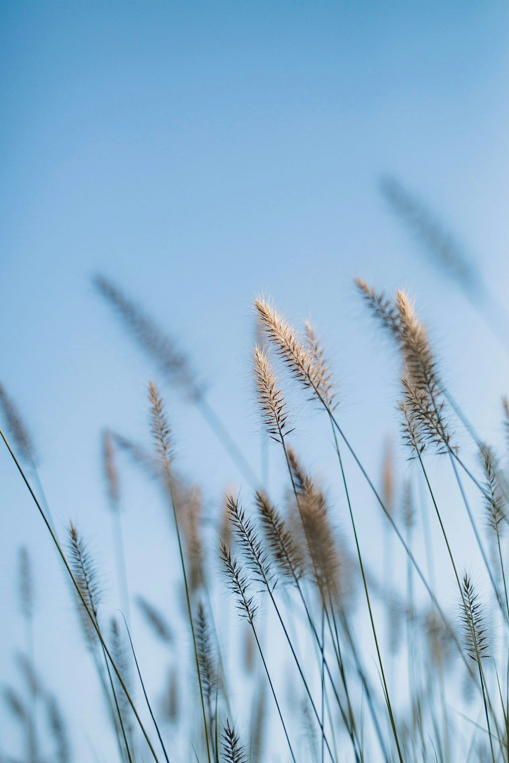 Close-up of tall grass or reeds swaying in the wind against a clear blue sky.