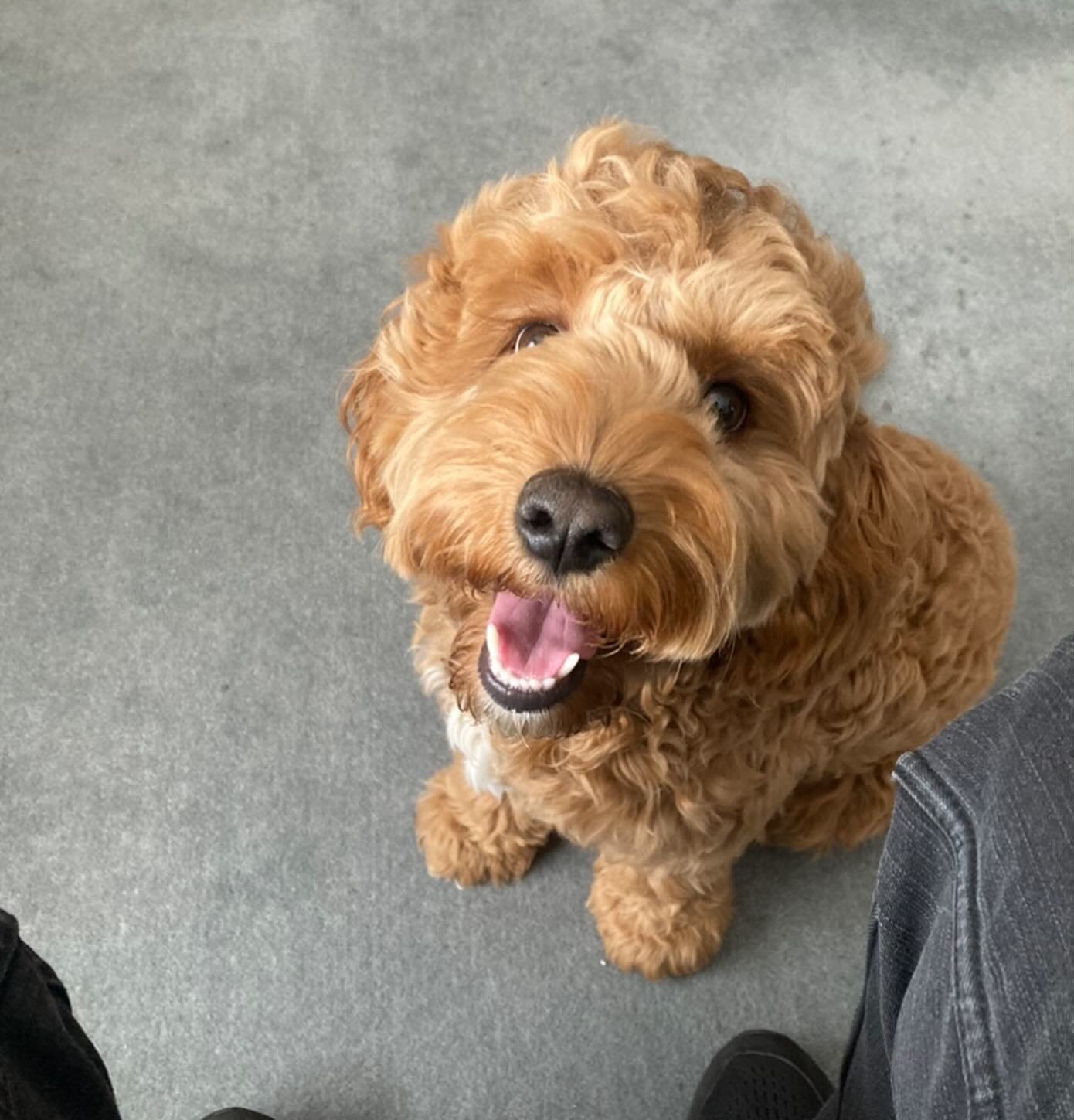 puppy training Melbourne Dale For Dogs