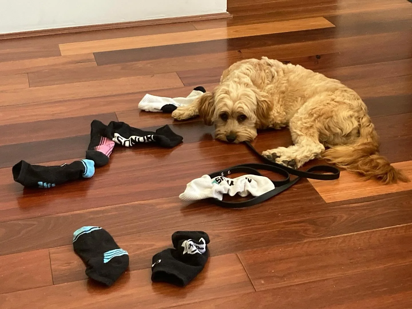 dog3.jpg