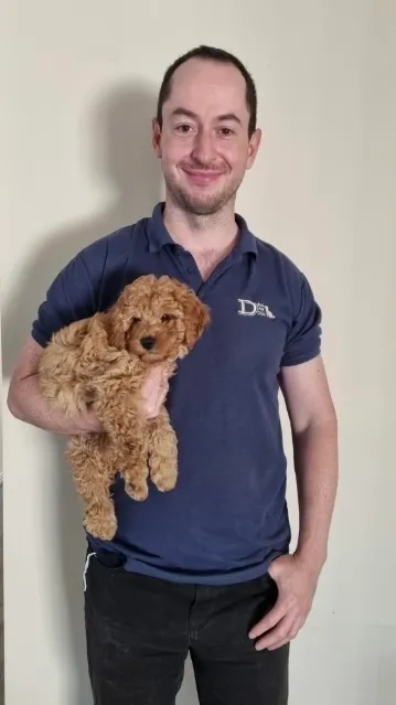 puppy training Melbourne Dale for Dogs