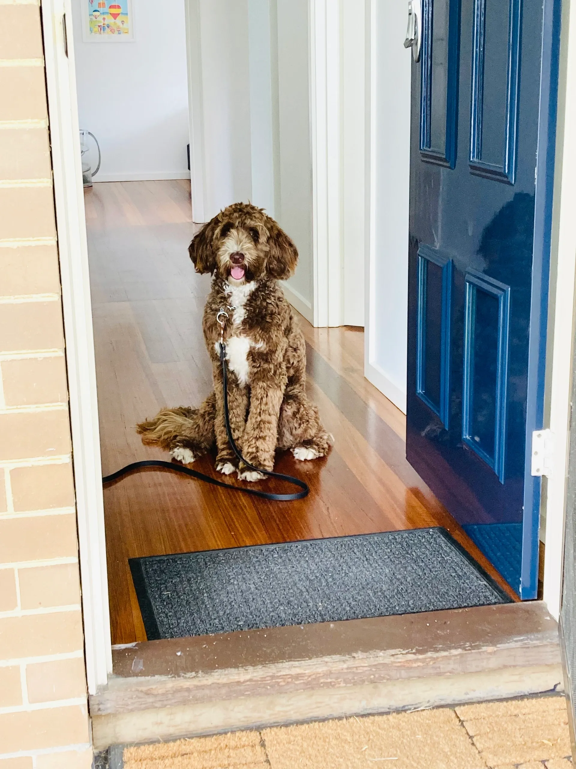 Dog Training Melbourne Dale For Dogs