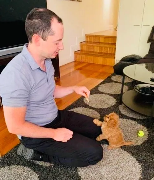 puppy training Melbourne Dale For Dogs