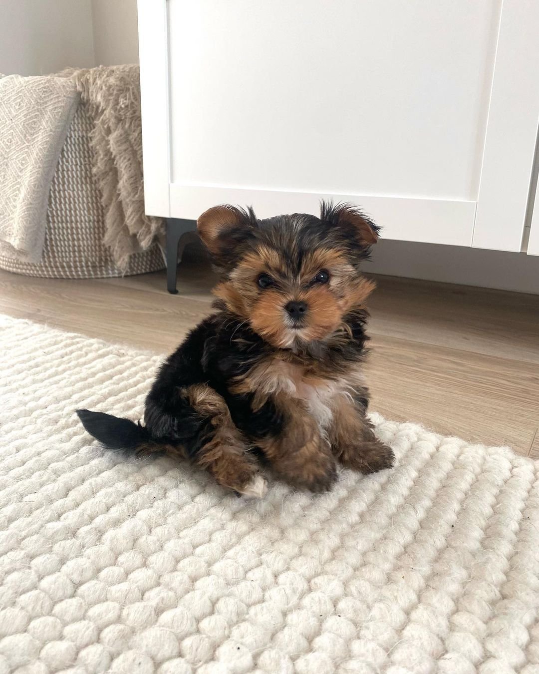 Small fluffy puppy sitting on a light-colored textured rug in a room with wooden flooring and a white cabinet.