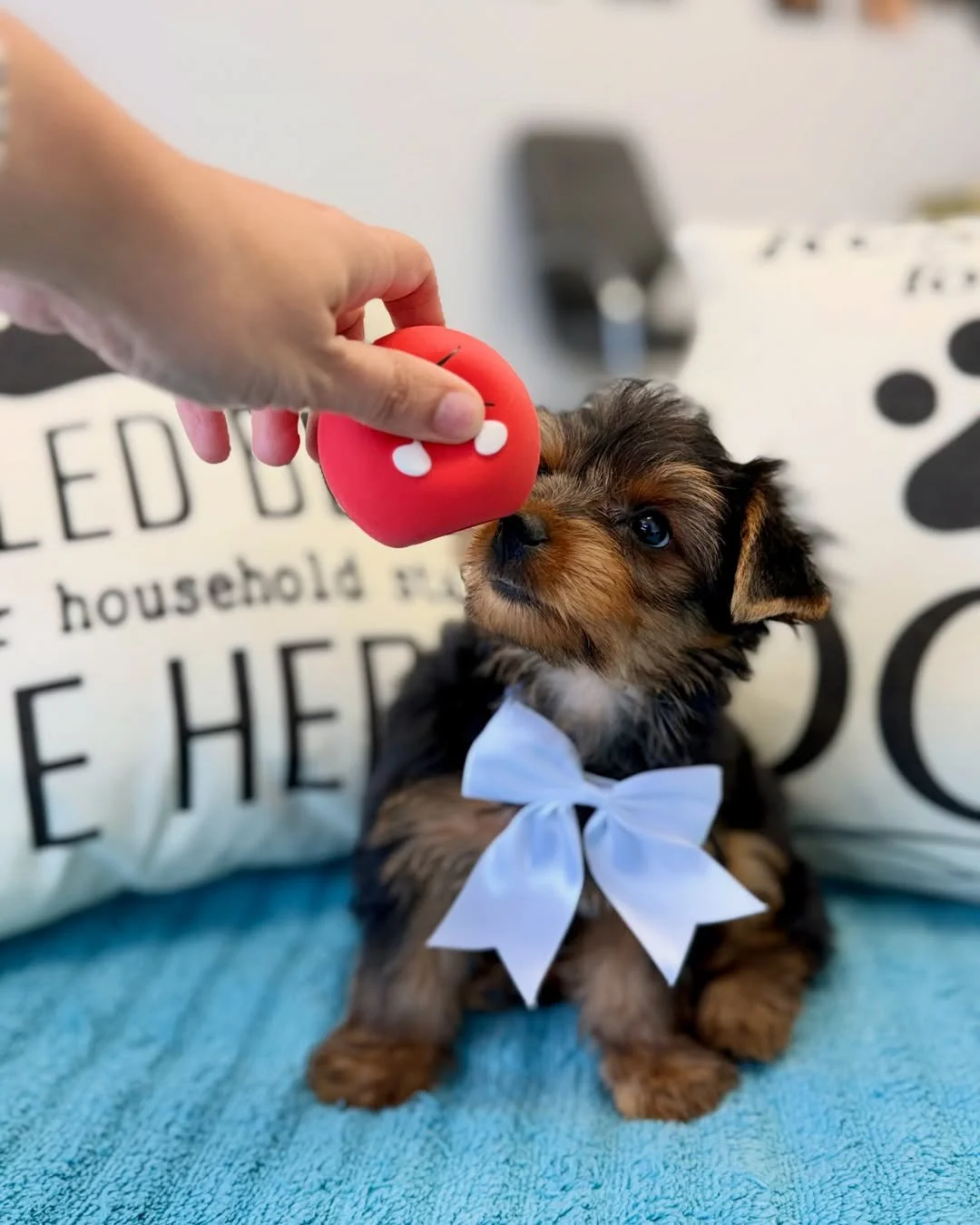 Yorkie Puppies for sale in Ontario