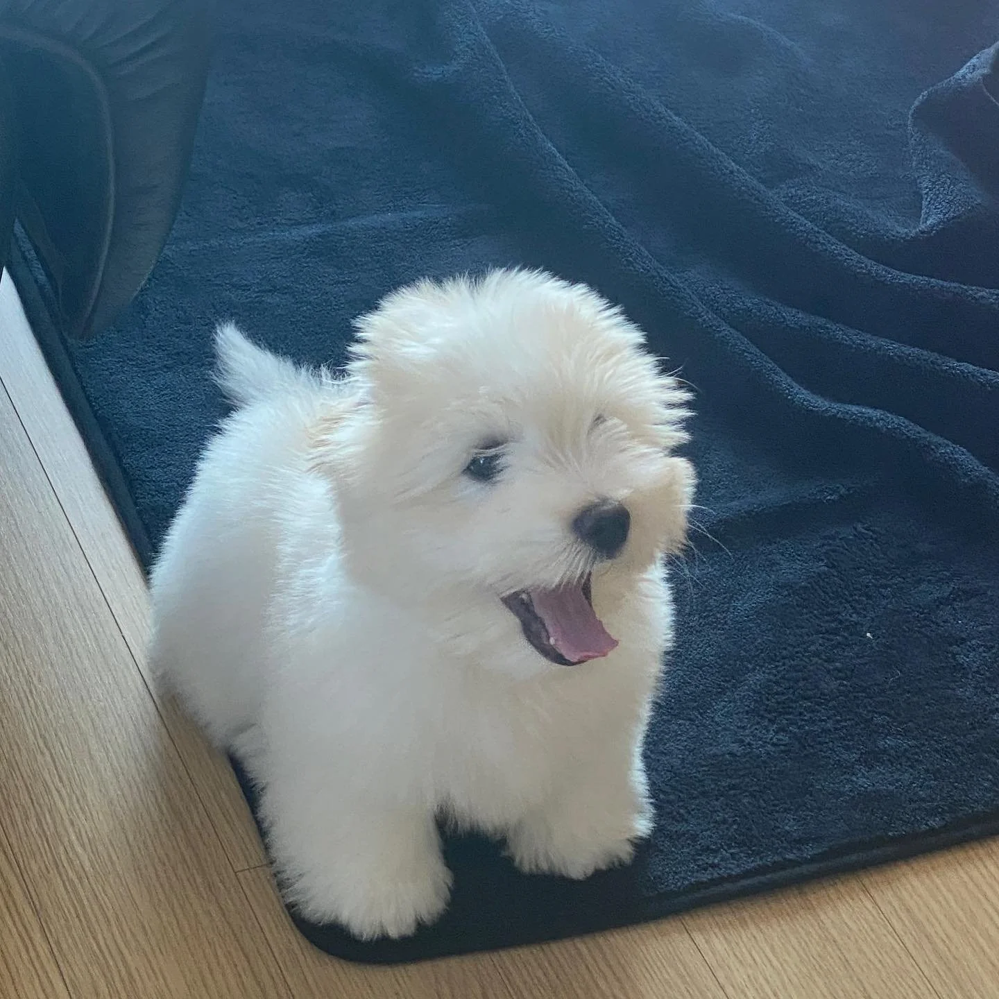 Fluffy white puppy yawning on a dark rug.