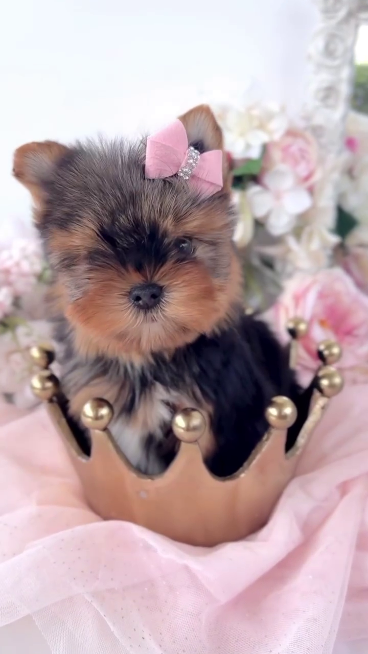 Yorkie Puppies for sale in Vancouver