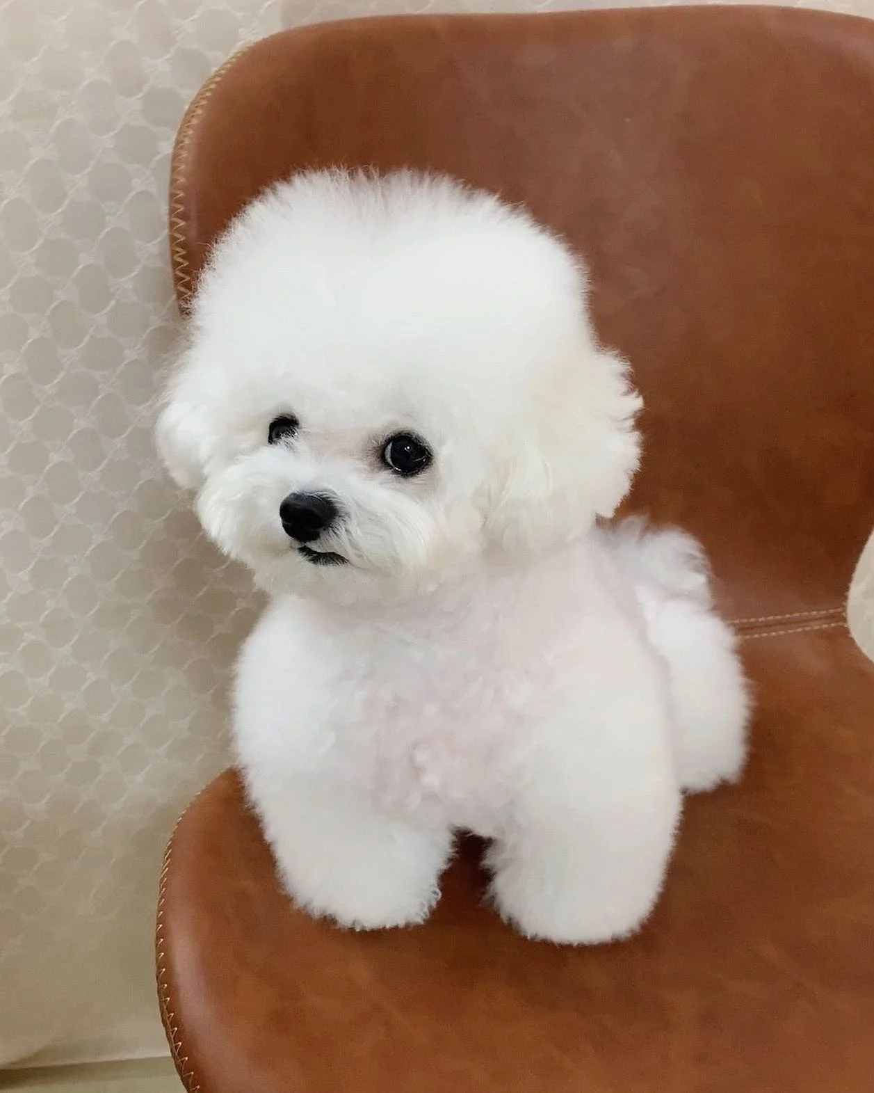 Fluffy white Bichon Frise dog sitting on a brown chair.