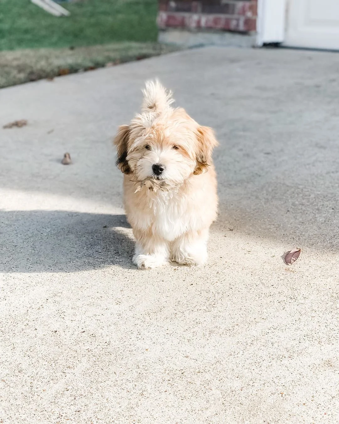 Fluffy puppy standing on a concrete path with grass in the background.