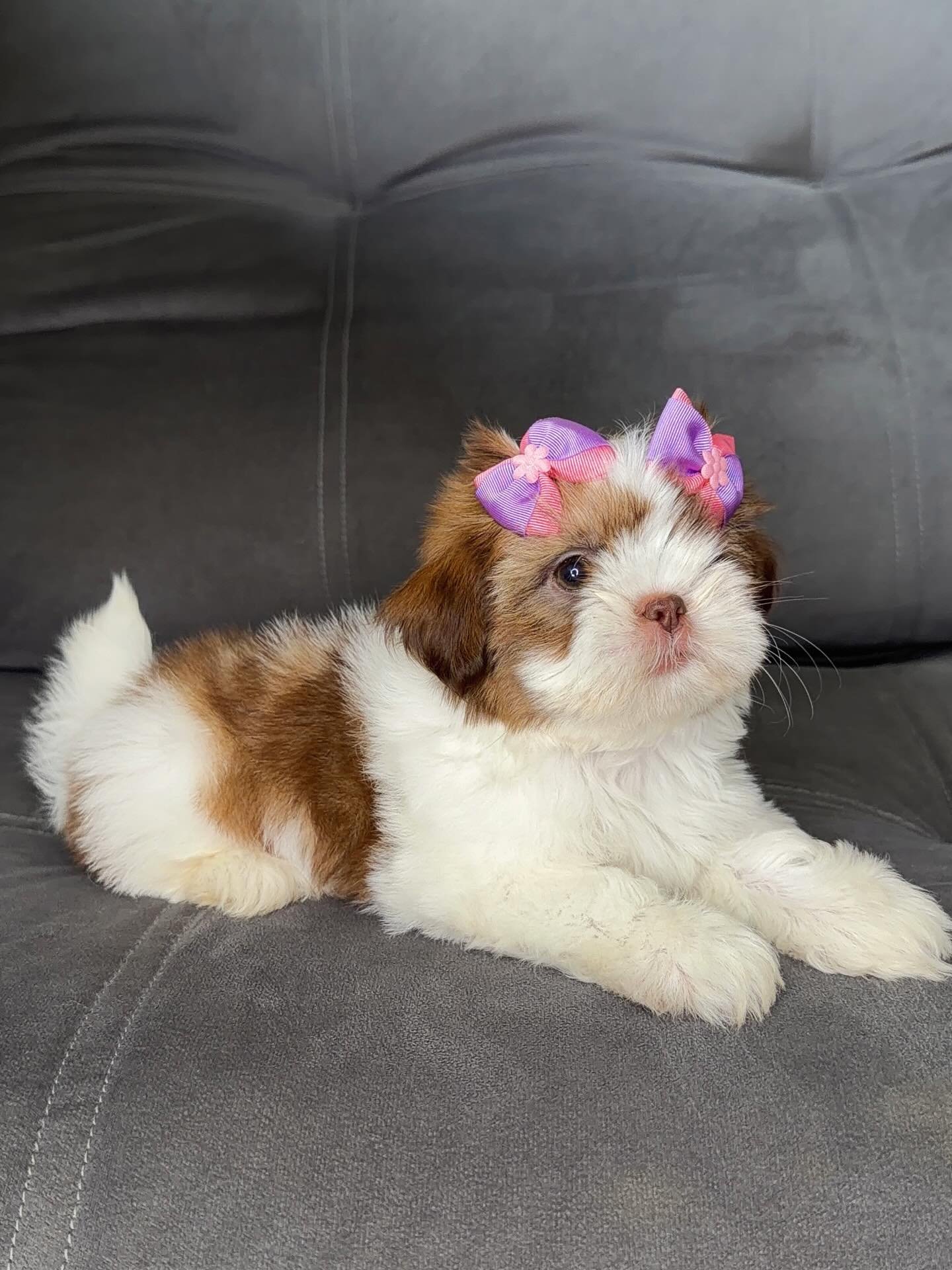Shih Tzu Puppies for sale near me
