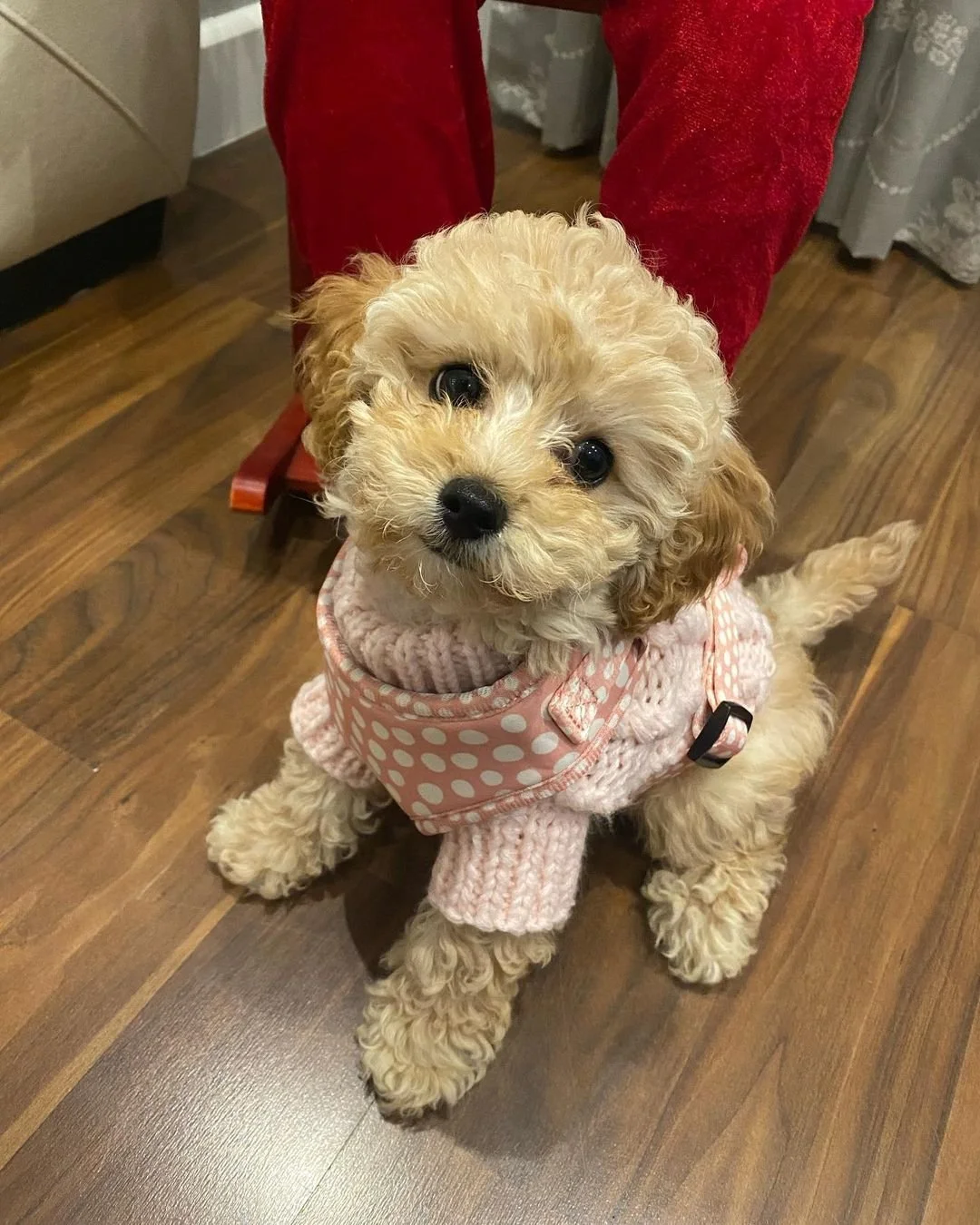 Cute small dog wearing a pink polka dot sweater on a wooden floor.