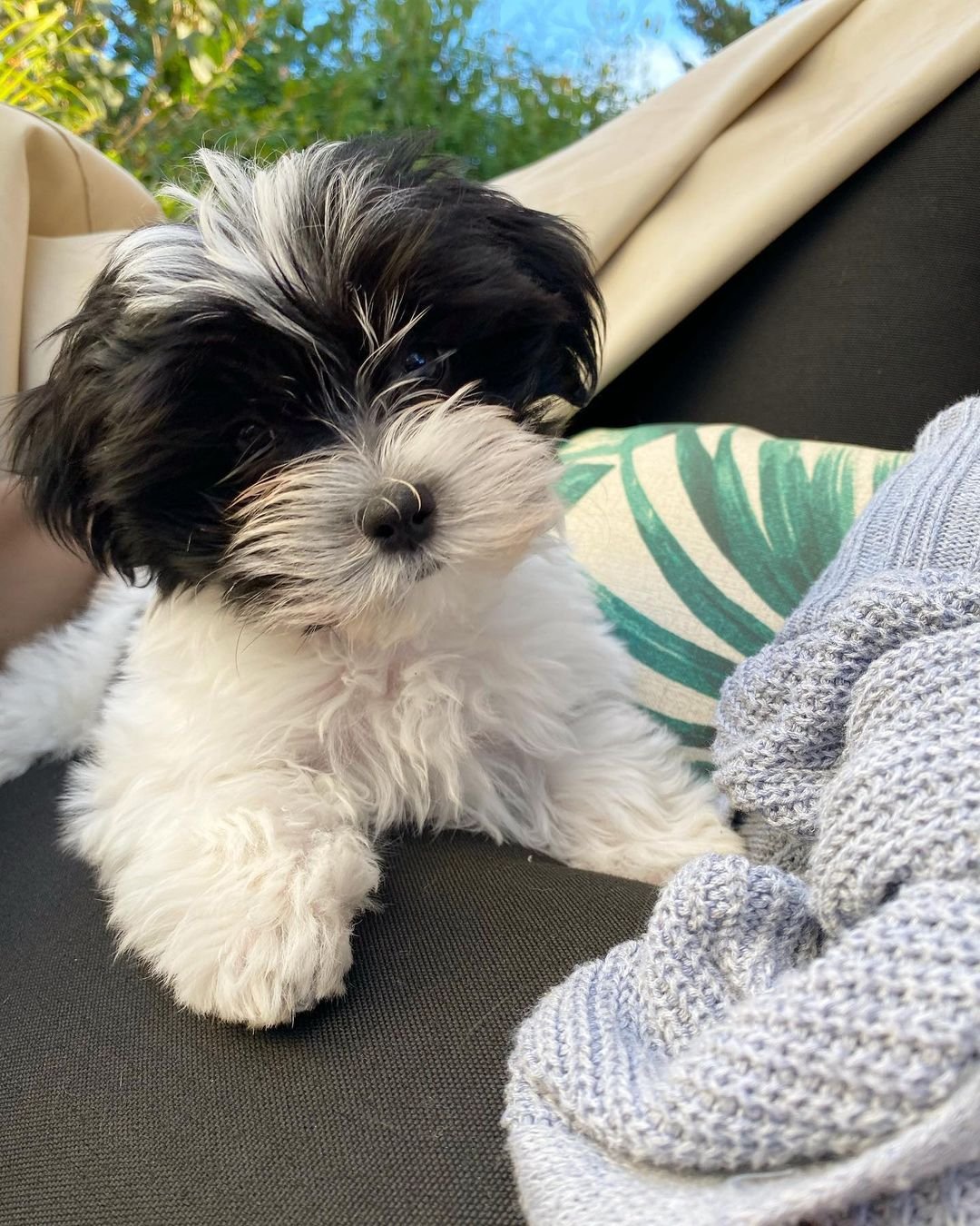 A fluffy black and white puppy lying on a couch next to a knit blanket, with greenery in the background.