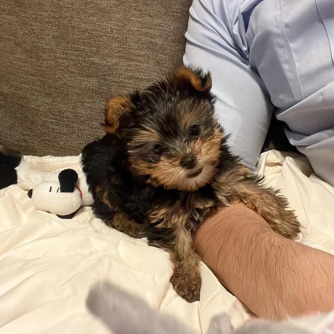 Small brown and black puppy resting on a person's arm with a stuffed toy nearby.
