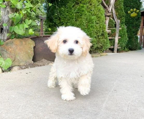 Fluffy white puppy standing on a concrete path, surrounded by green bushes and wooden fence.