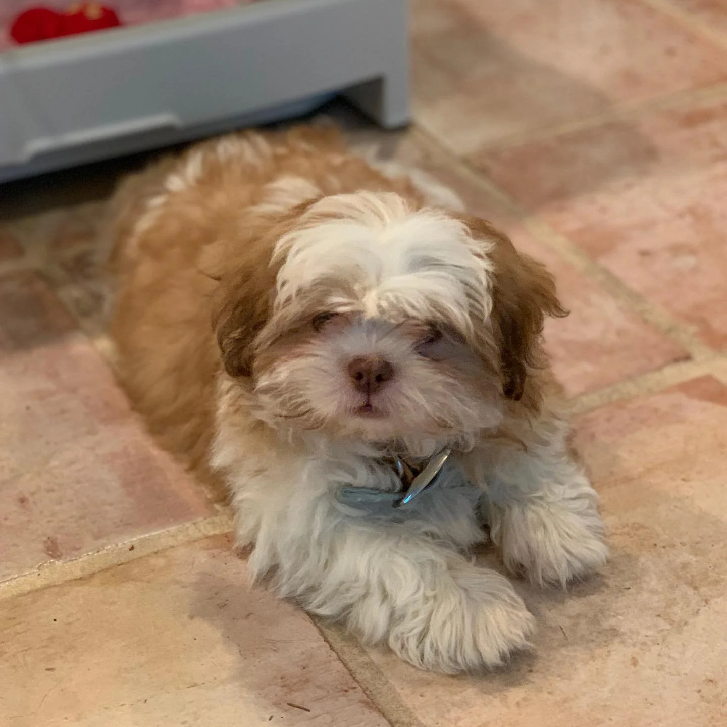 Fluffy puppy lying on a tiled floor