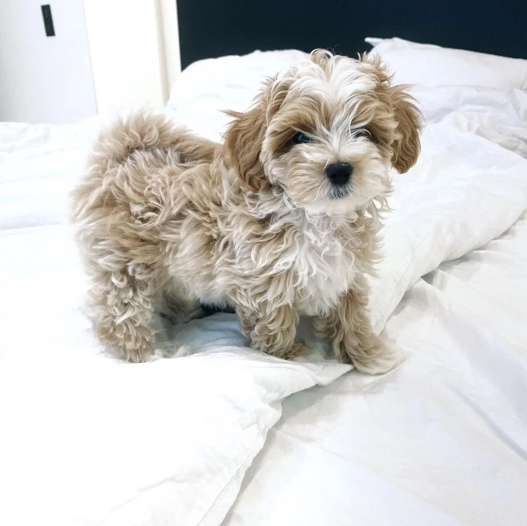 Fluffy white and brown puppy standing on a bed