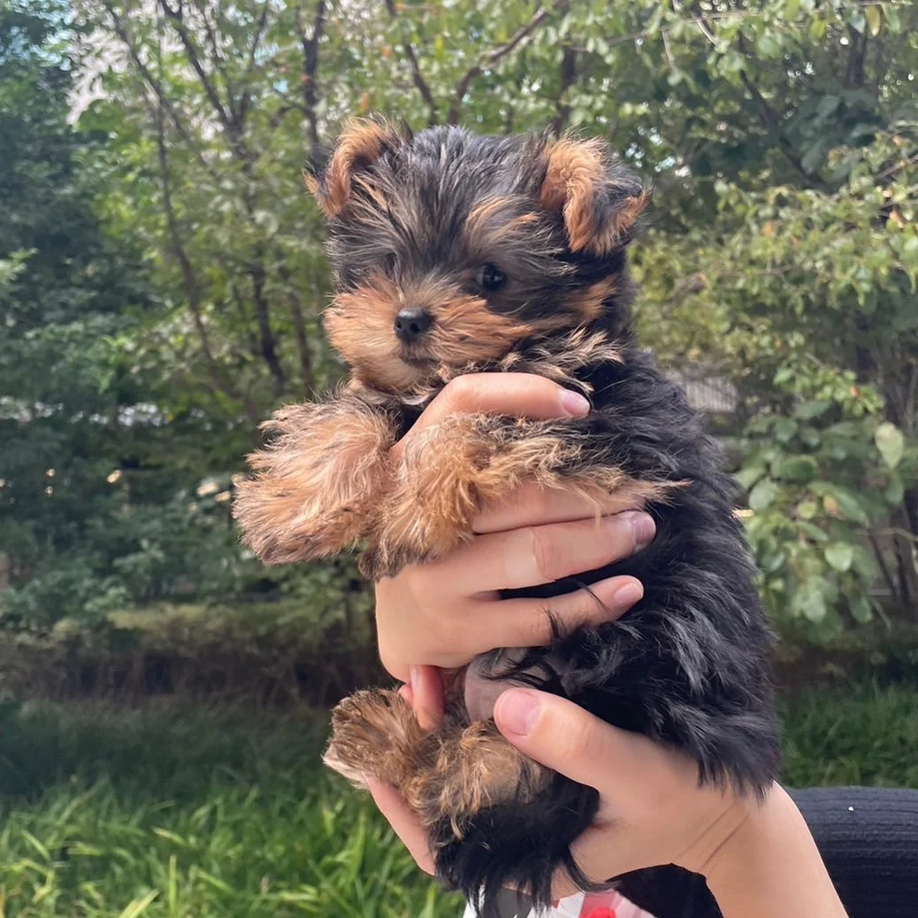 Person holding a small fluffy puppy outdoors with greenery in the background.