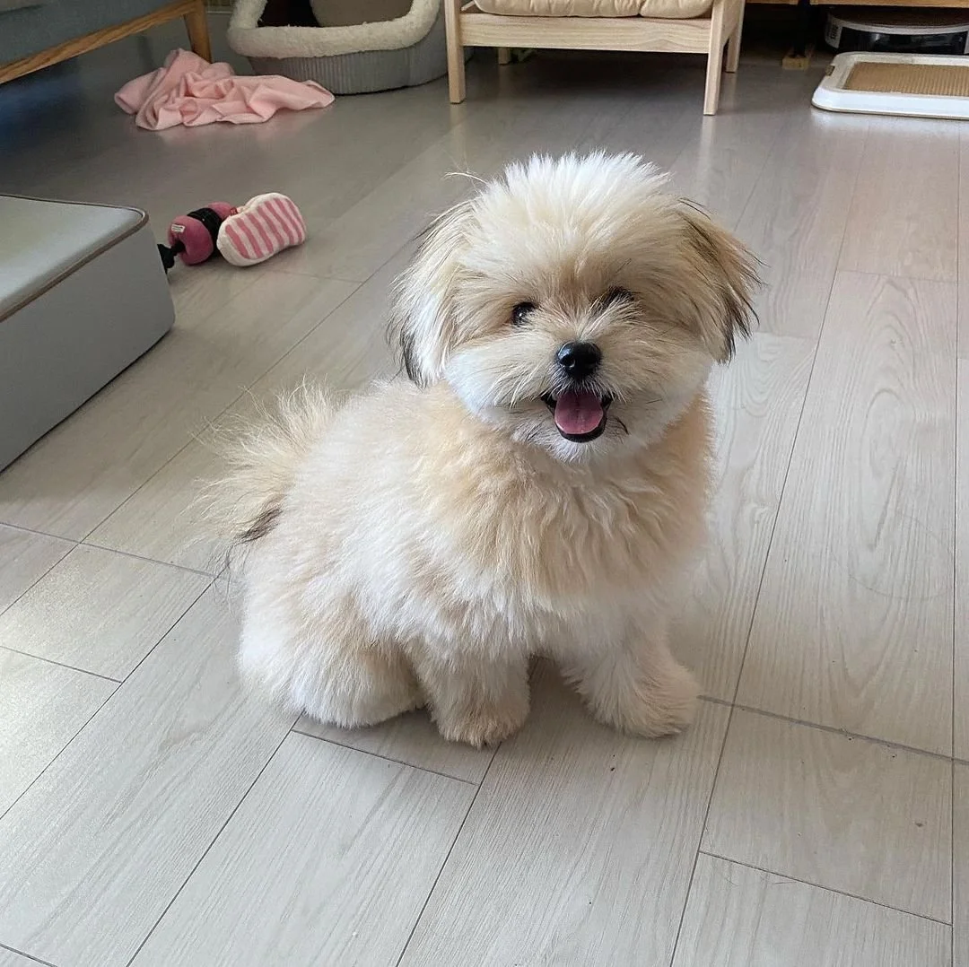 Fluffy cream-colored dog sitting on a light wooden floor with a toy in the background.