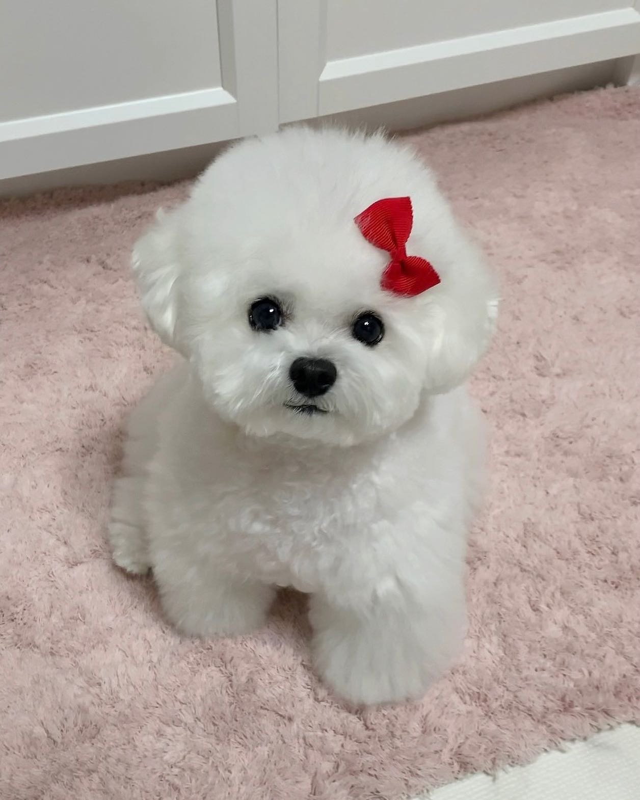 A fluffy white dog with a red bow on its head sitting on a pink carpet.