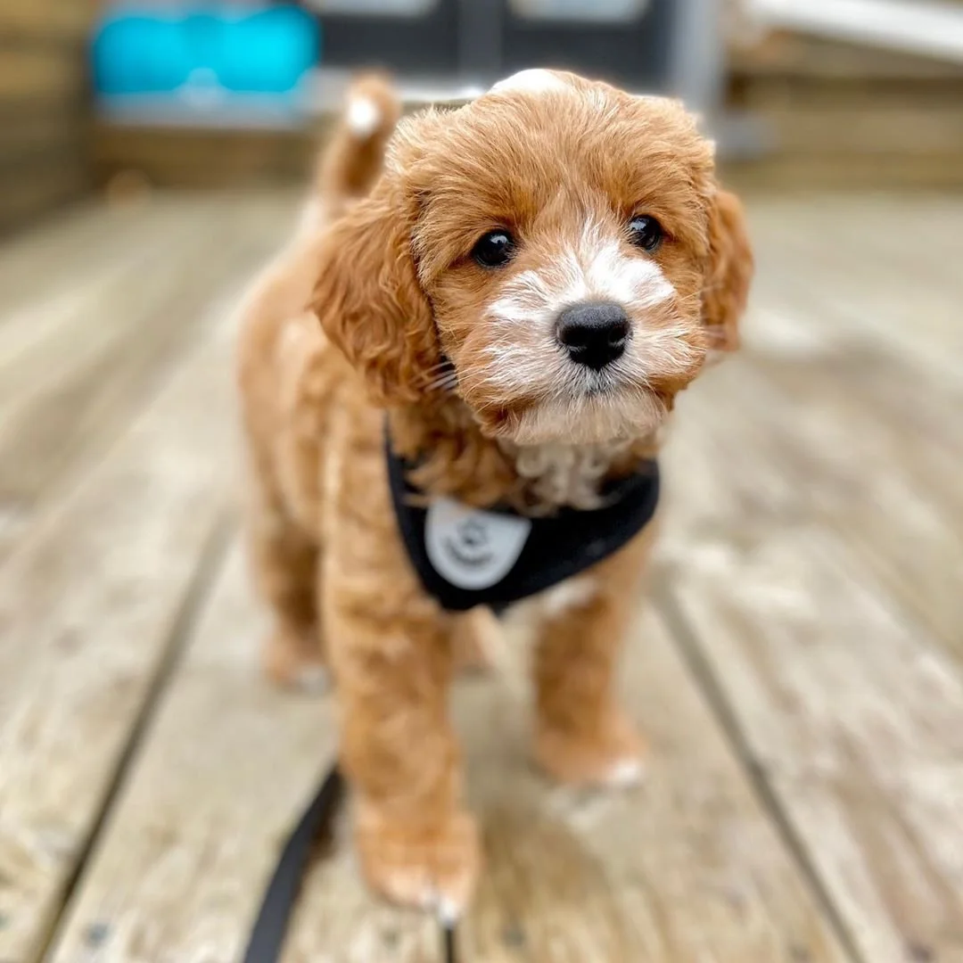 A small, fluffy, brown and white puppy wearing a harness, standing on a wooden deck.