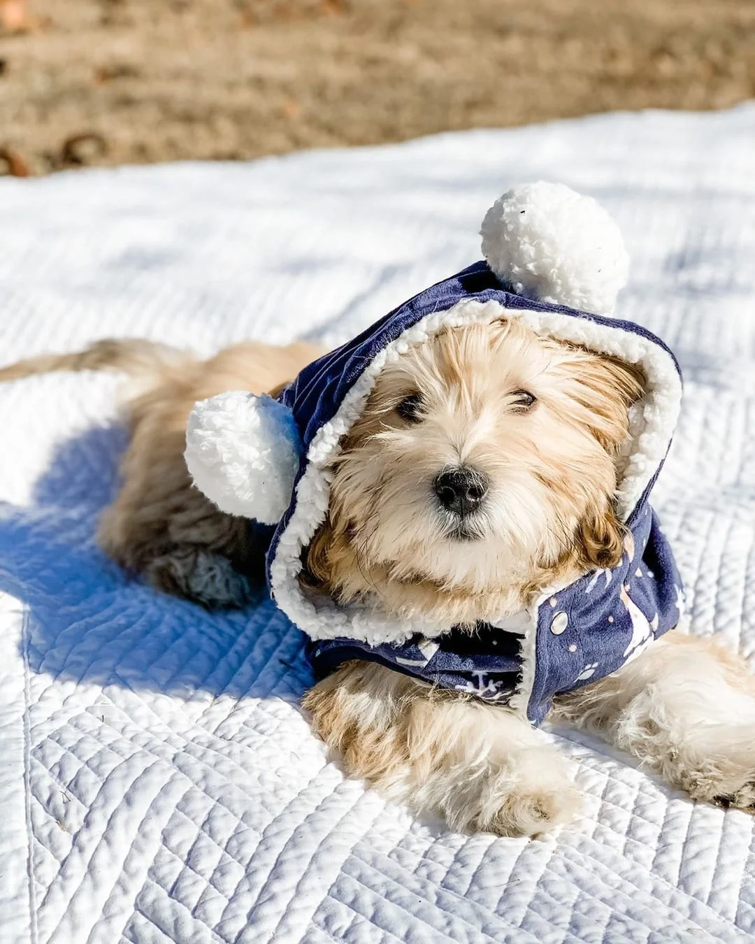 A fluffy dog wearing a blue hooded jacket with white pom-poms, lying on a white quilt outdoors.