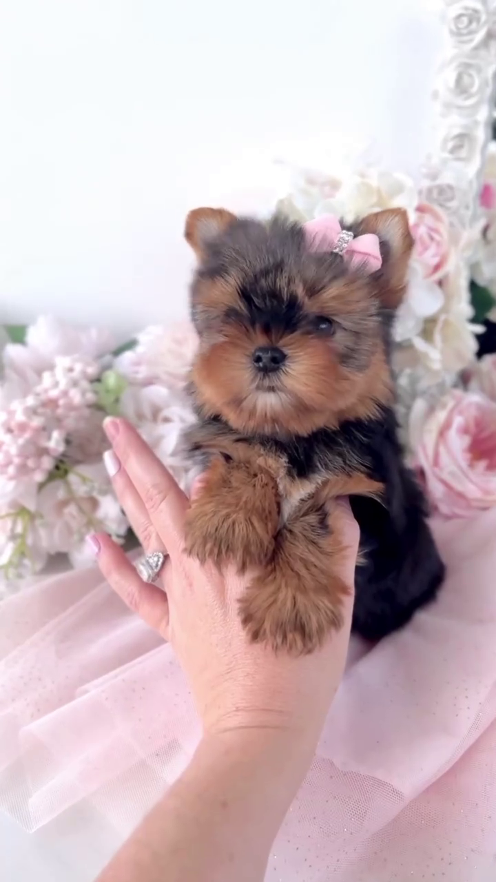 Yorkie Puppies for sale near me