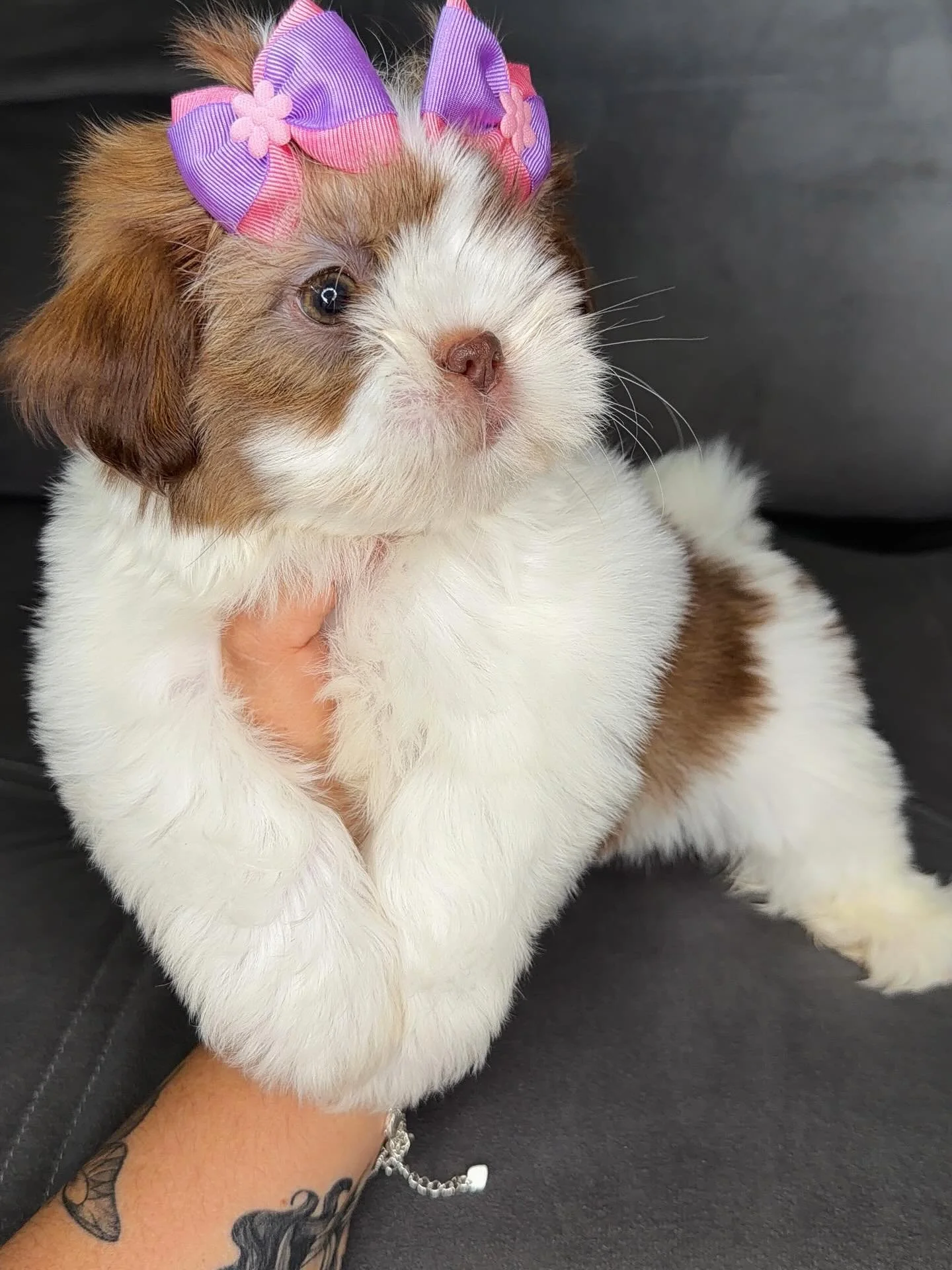 Shih Tzu Breeders near me