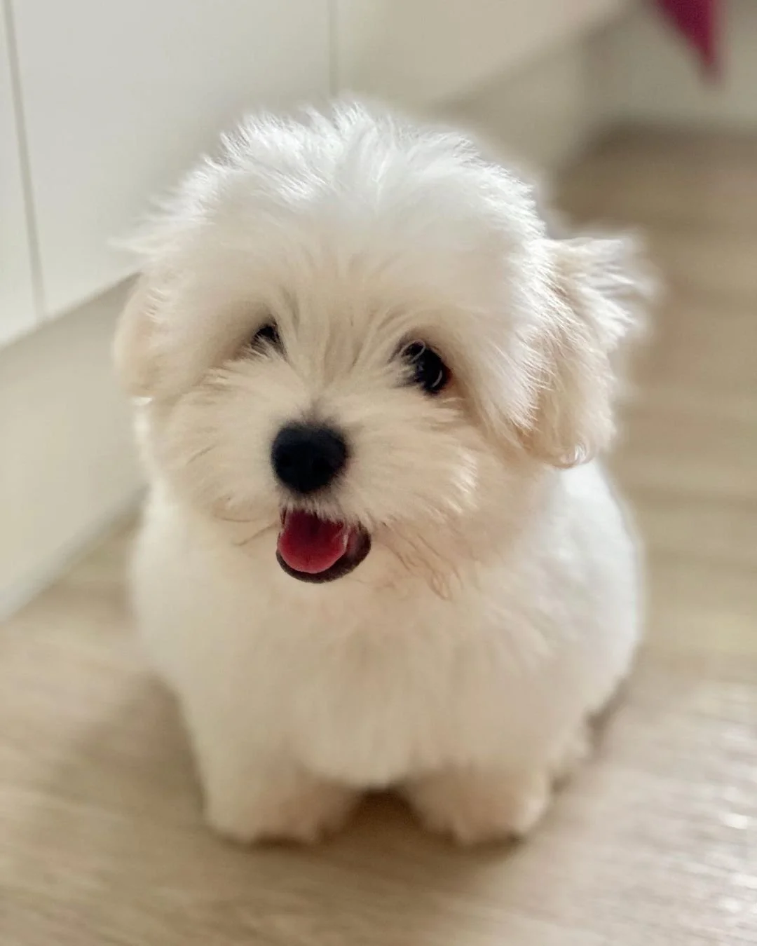 Fluffy white puppy sitting on a wooden floor with its tongue out.