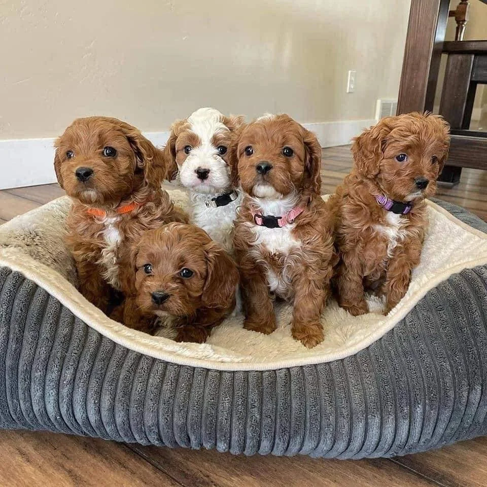 Five small puppies sitting together in a dog bed on a wooden floor. The puppies have curly fur, mostly brown with one having white markings.