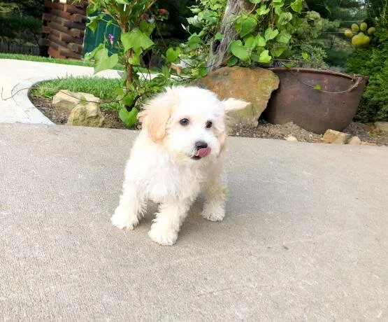 Small white fluffy puppy on a concrete path with greenery in the background.