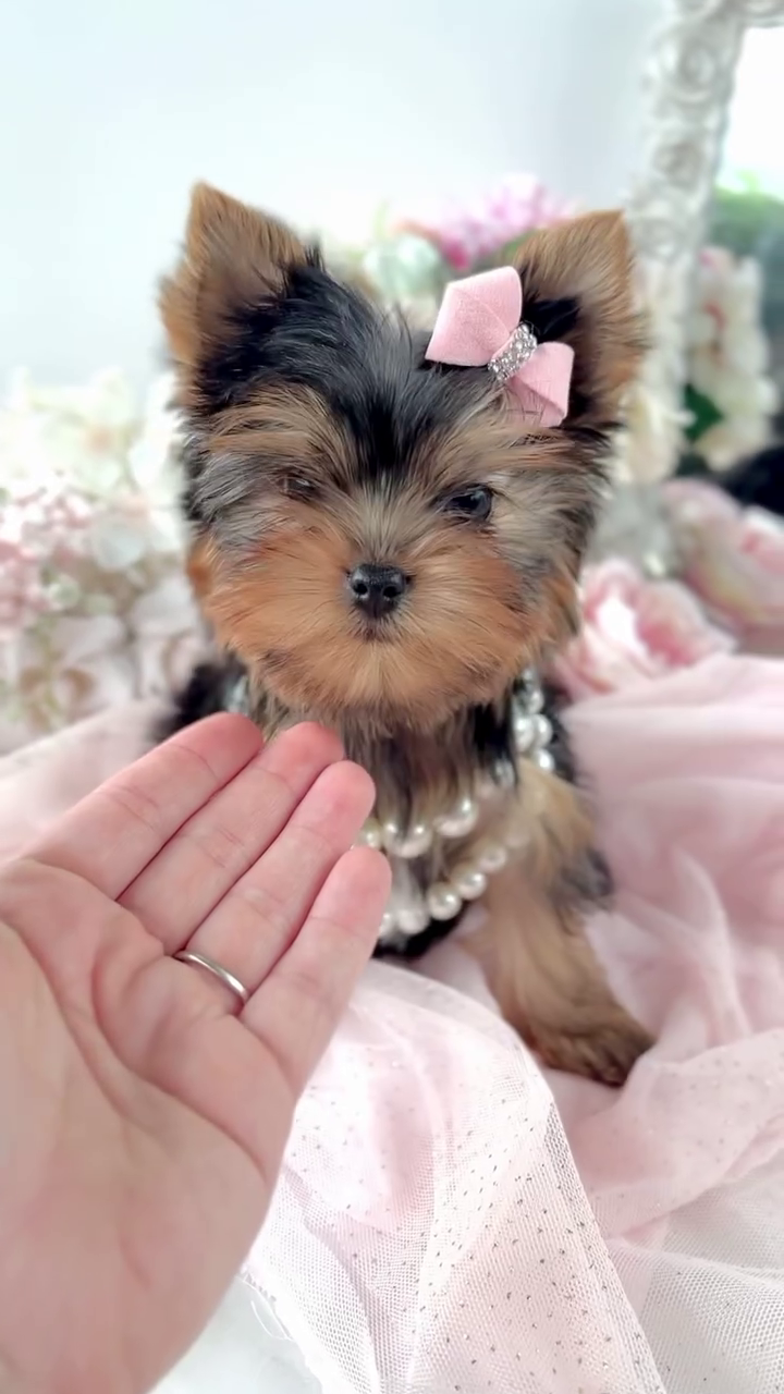 Yorkie Puppies for sale in Alberta