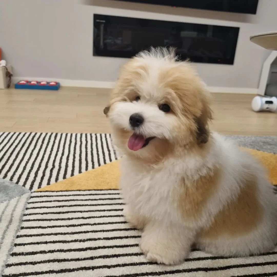 Fluffy puppy sitting on a striped rug indoors