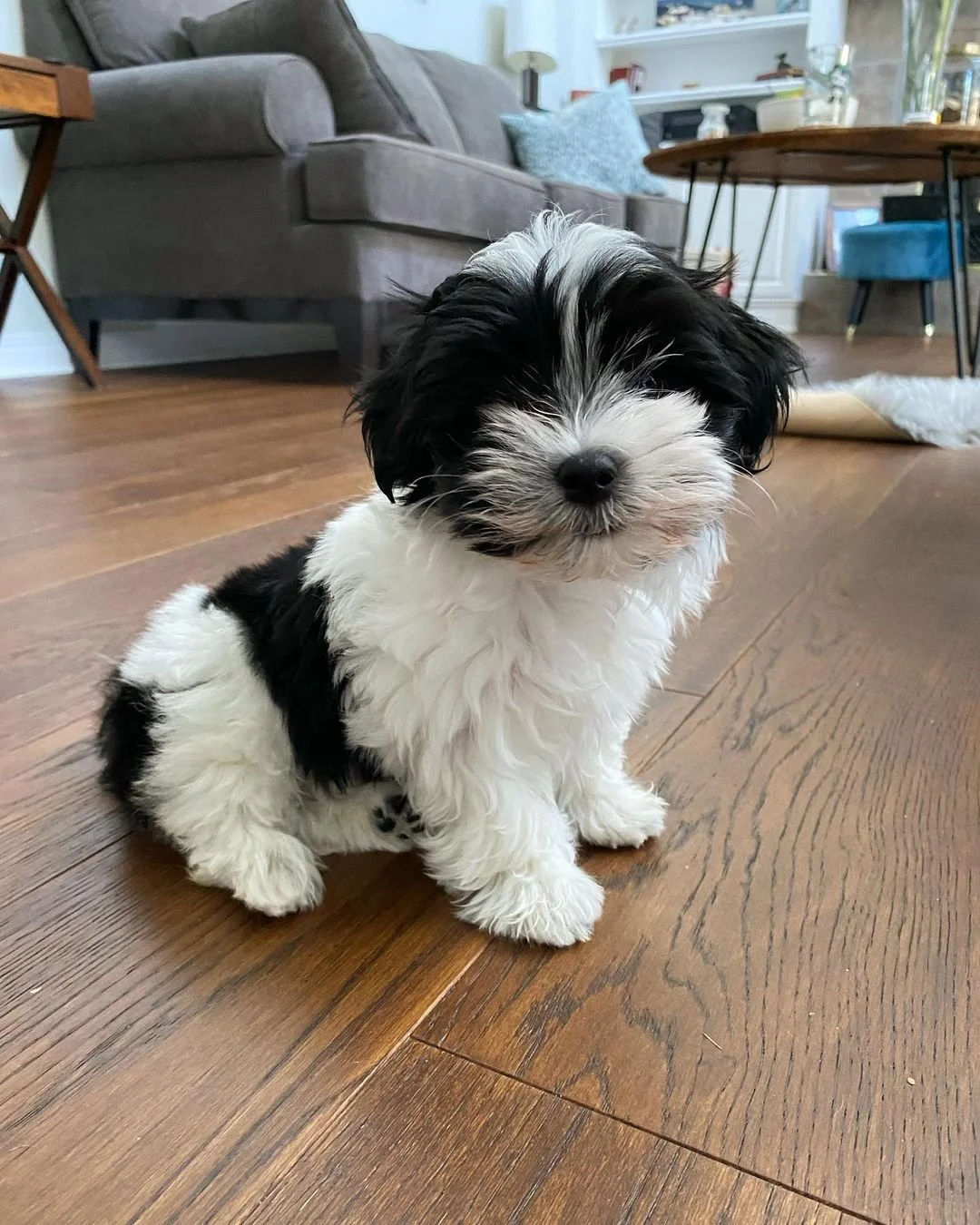 Small black and white puppy on wooden floor in living room.