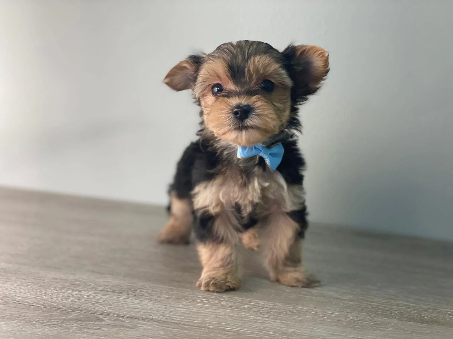 Yorkshire Terrier puppy with a blue bow tie sitting on a wooden floor.