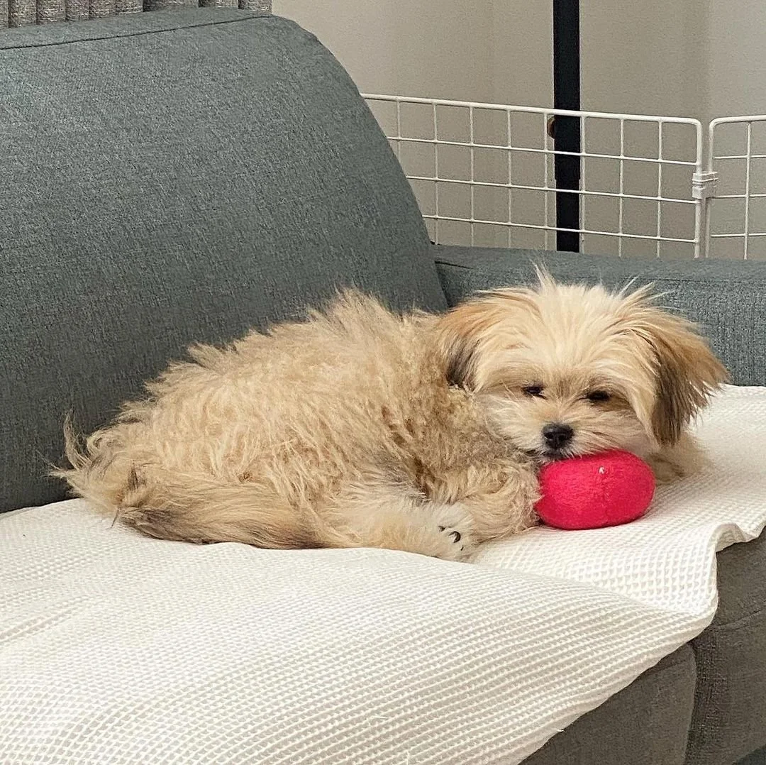 Small fluffy dog lying on a couch with a red toy.