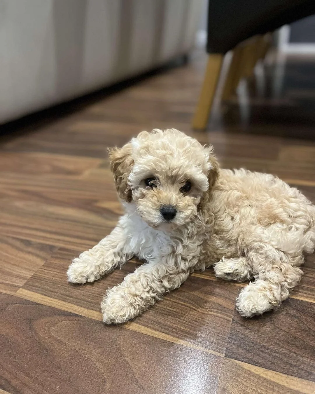 A small, fluffy puppy with curly fur lying on a brown wooden floor indoors.