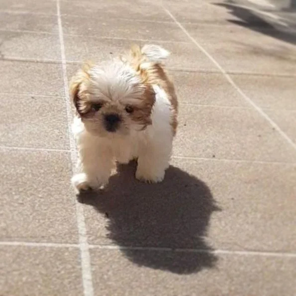 Small fluffy puppy walking on a tiled surface with sunlight casting a shadow.