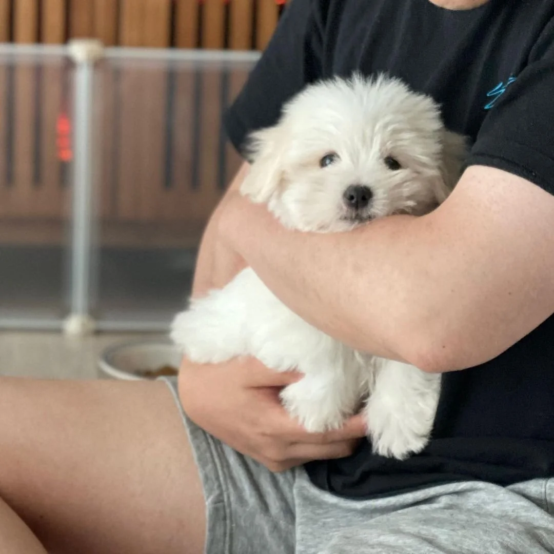 Person holding a fluffy white puppy indoors.