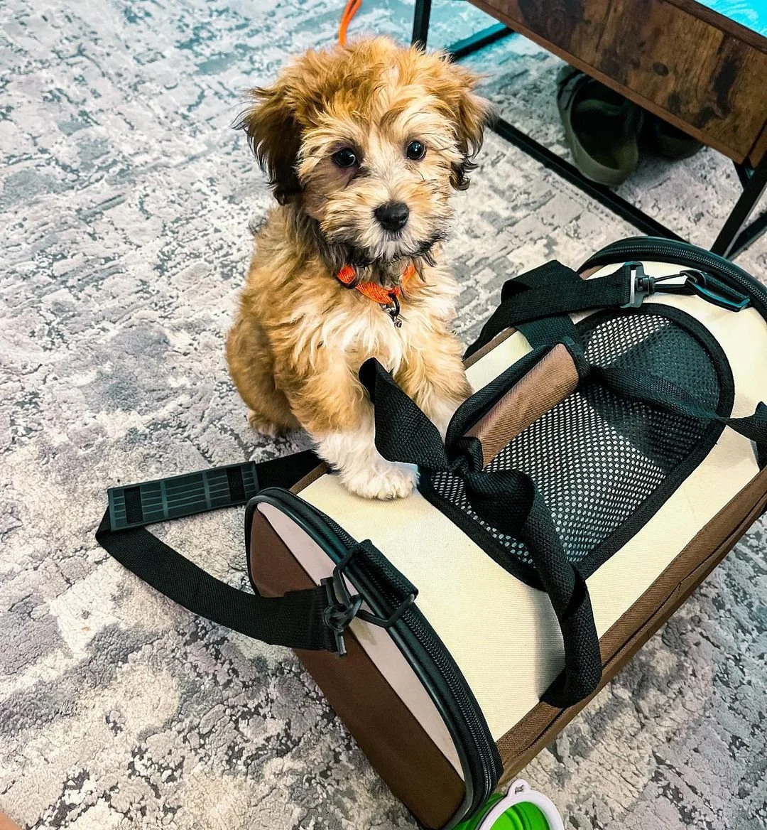 Cute brown and white puppy standing with paws on a pet carrier on a gray carpet.