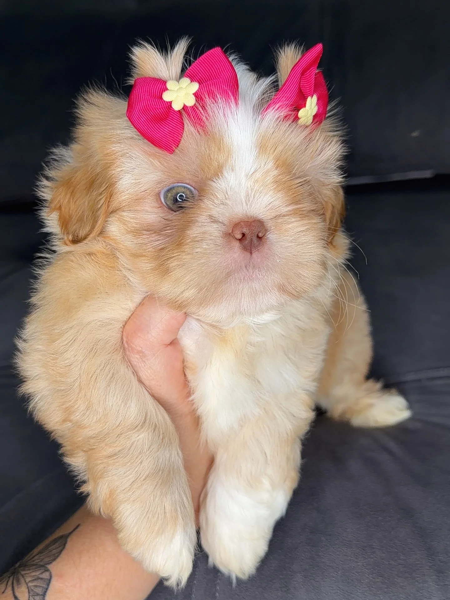 Shih Tzu Puppies for sale in Vancouver