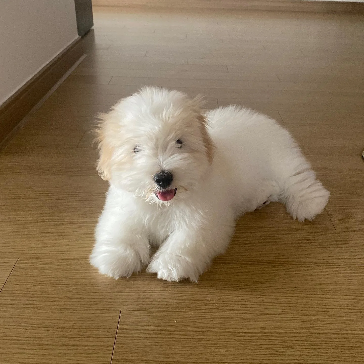 Fluffy white puppy sitting on wooden floor indoors.