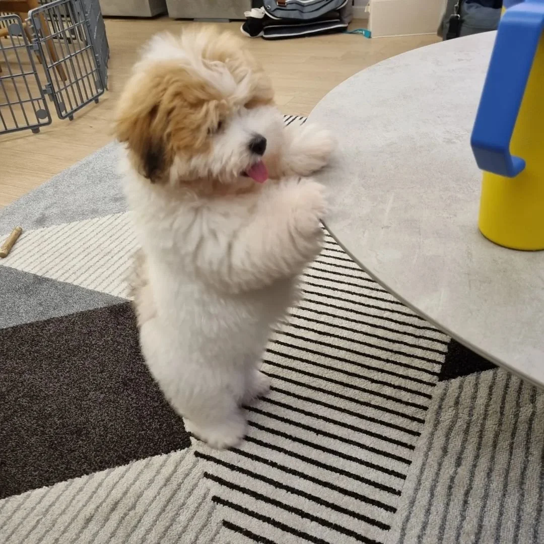 Fluffy puppy standing on hind legs with front paws on a table.