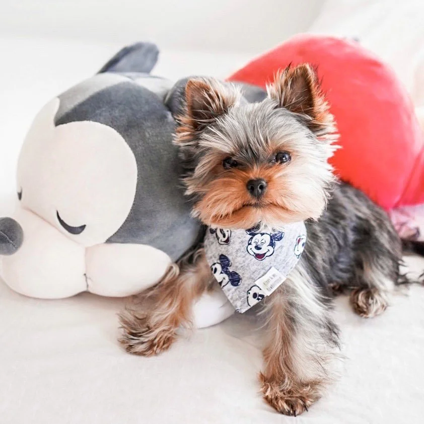 Yorkshire Terrier wearing Mickey Mouse bandana next to plush toy on bed.