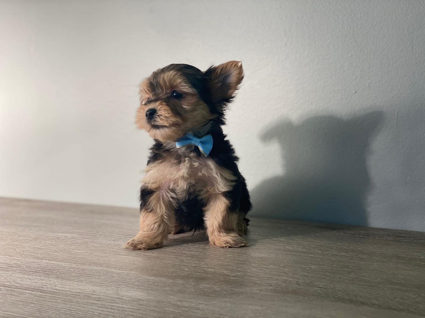Small puppy with a blue bow tie sitting on a wooden surface against a light background.
