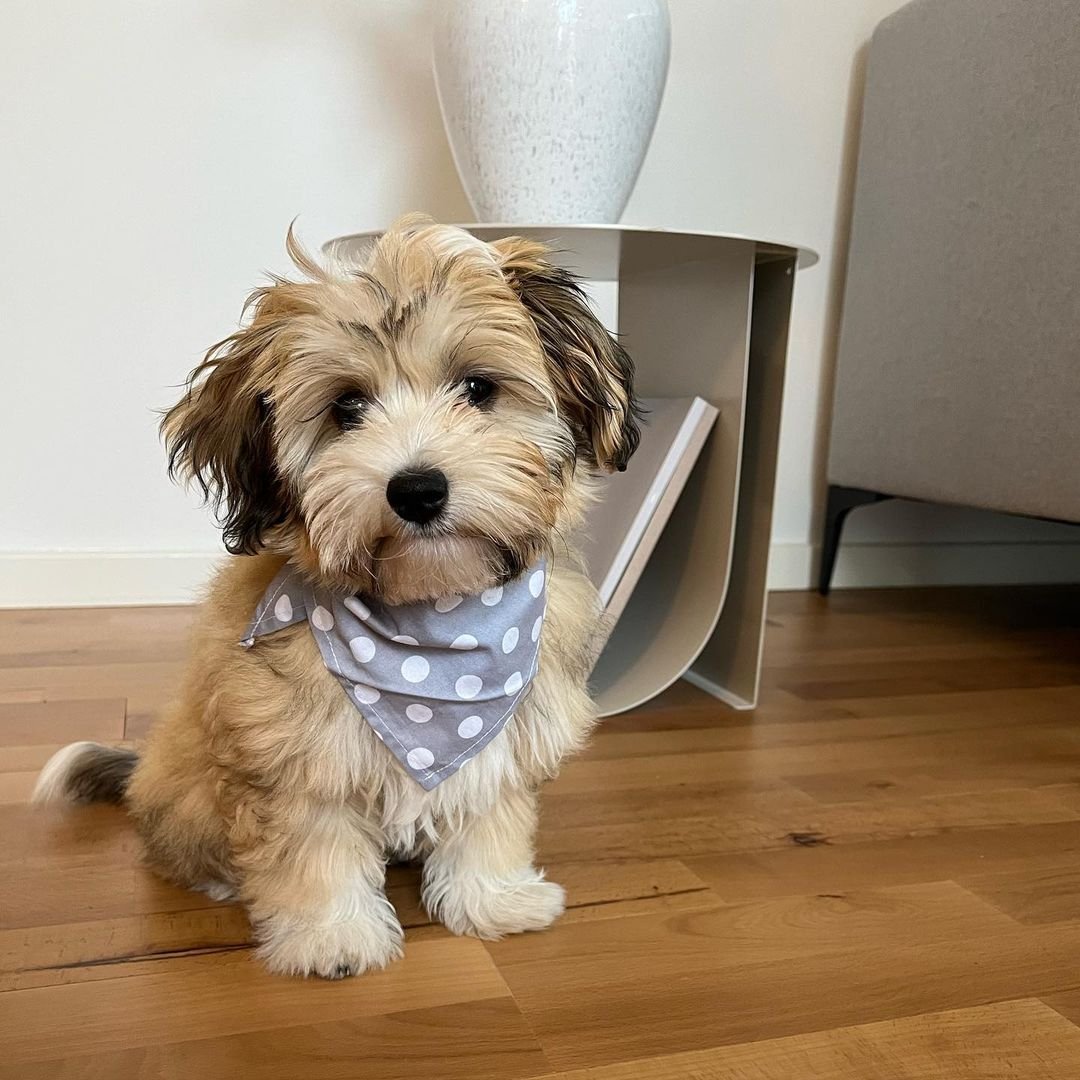 Cute fluffy puppy wearing a gray polka dot bandana, sitting on a wooden floor near a modern side table.